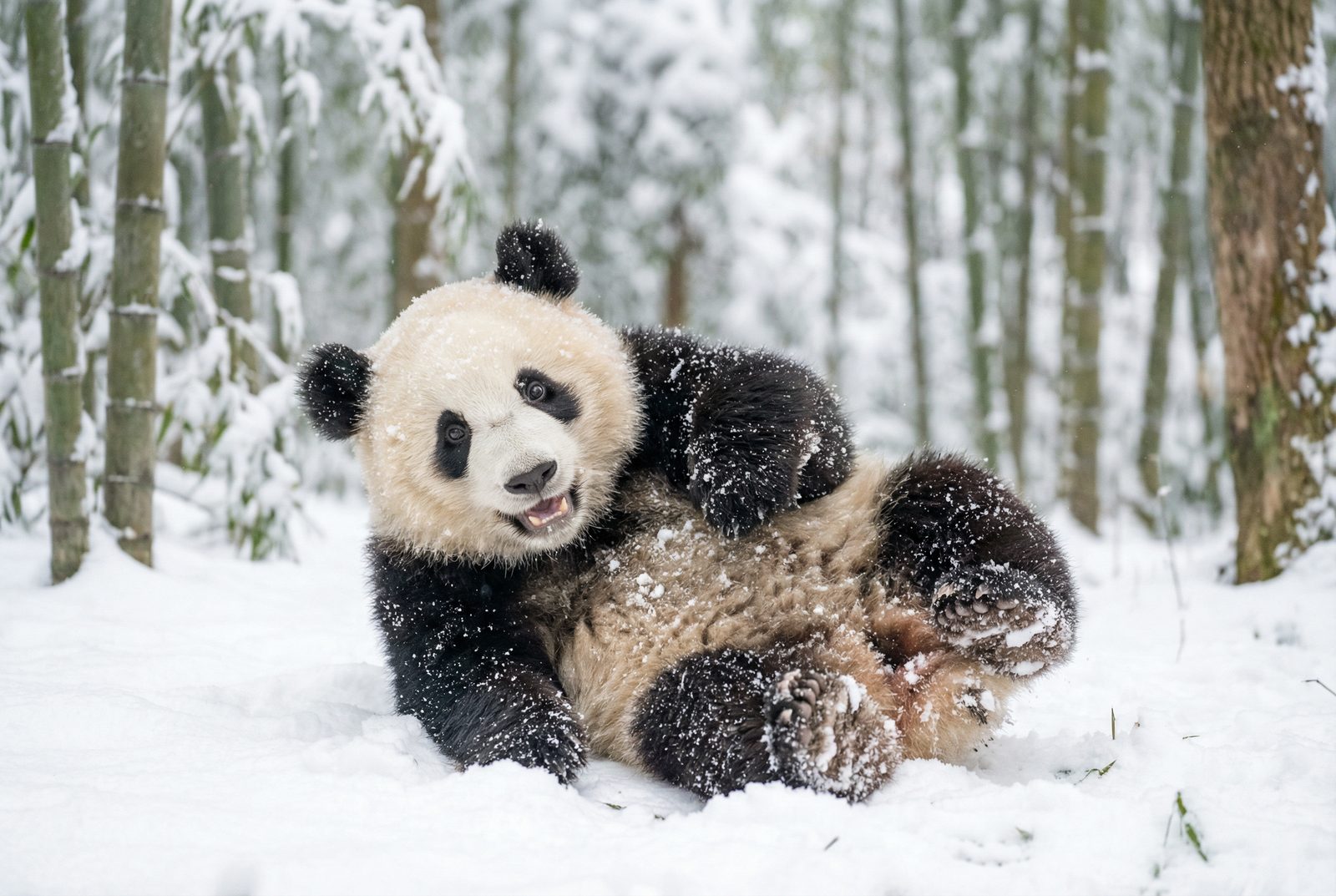 萝莉岛熊猫雪地嬉戏视频