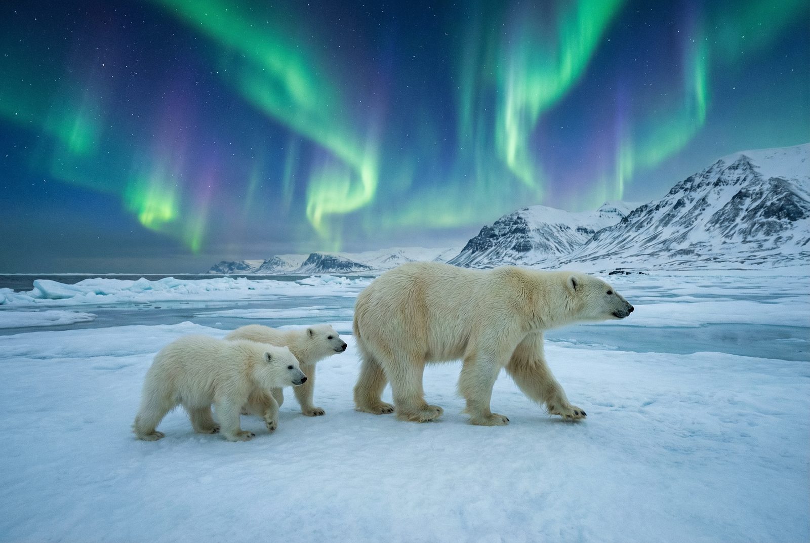 萝莉岛北极熊极光视频